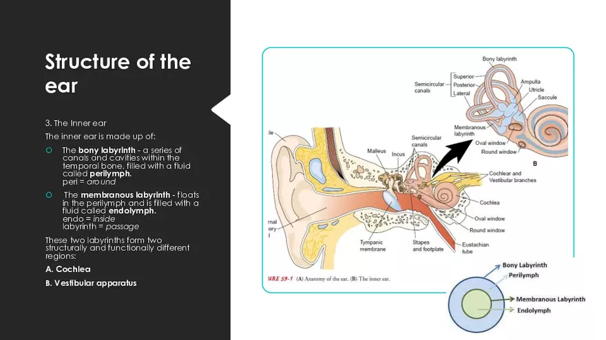 Receptors (The Ear) - Slides - Page 25