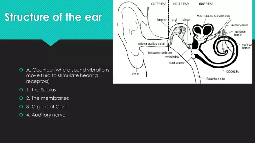 Receptors (The Ear) - Slides - Page 26
