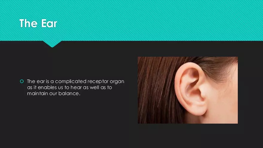 Receptors (The Ear) - Slides - Page 2