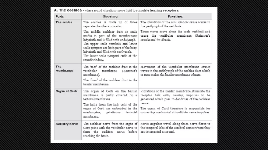 Receptors (The Ear) - Slides - Page 3
