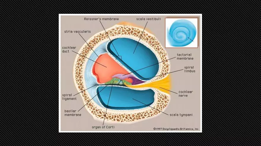 Receptors (The Ear) - Slides - Page 4