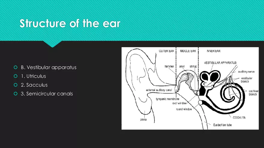 Receptors (The Ear) - Slides - Page 5