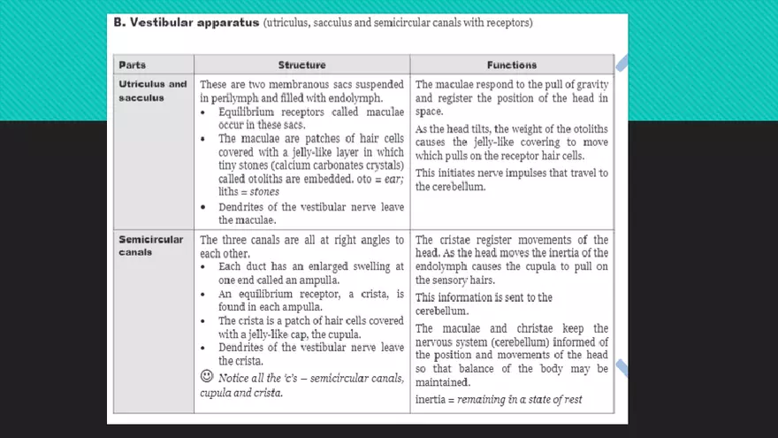 Receptors (The Ear) - Slides - Page 6