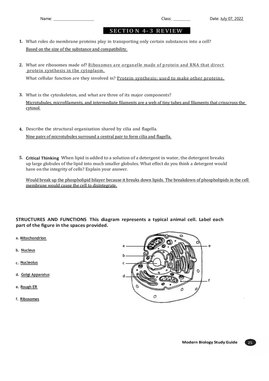 Cell Organelles and Features Section 4-3 - Page 3