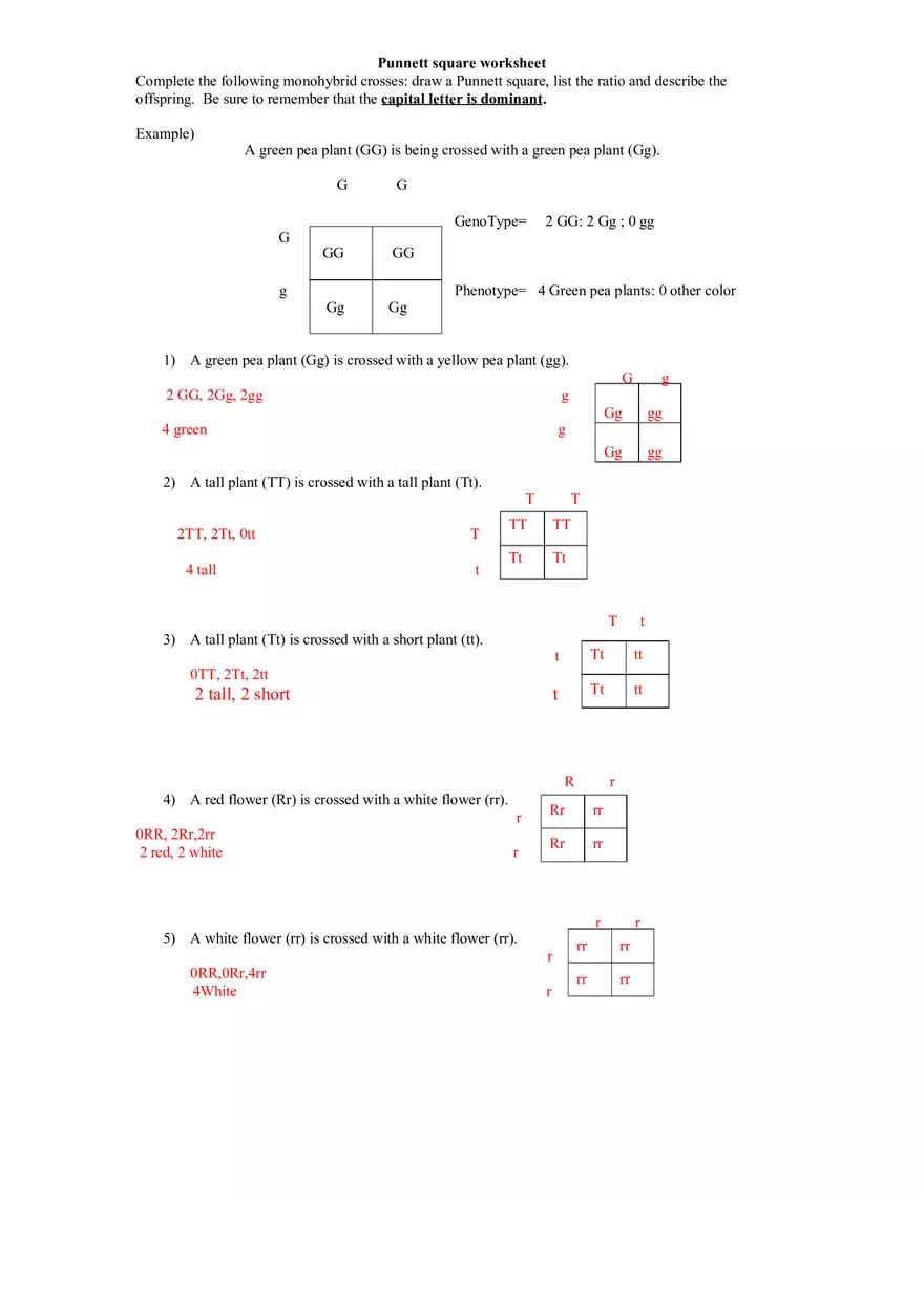 Punnett Square Worksheet - Page 1