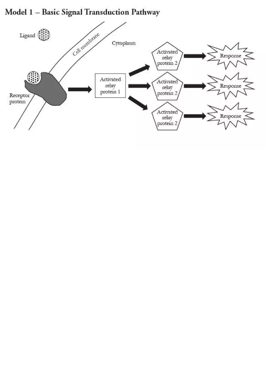 Signal Transduction Pathways - Page 12