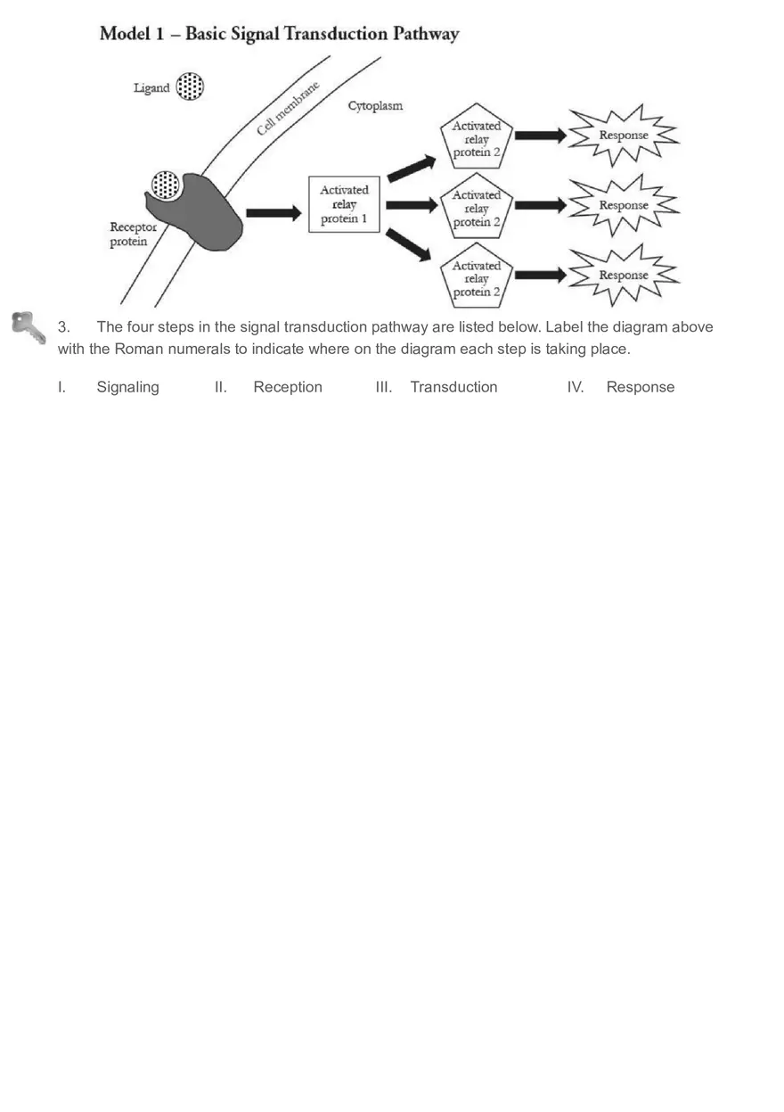 Signal Transduction Pathways - Page 14