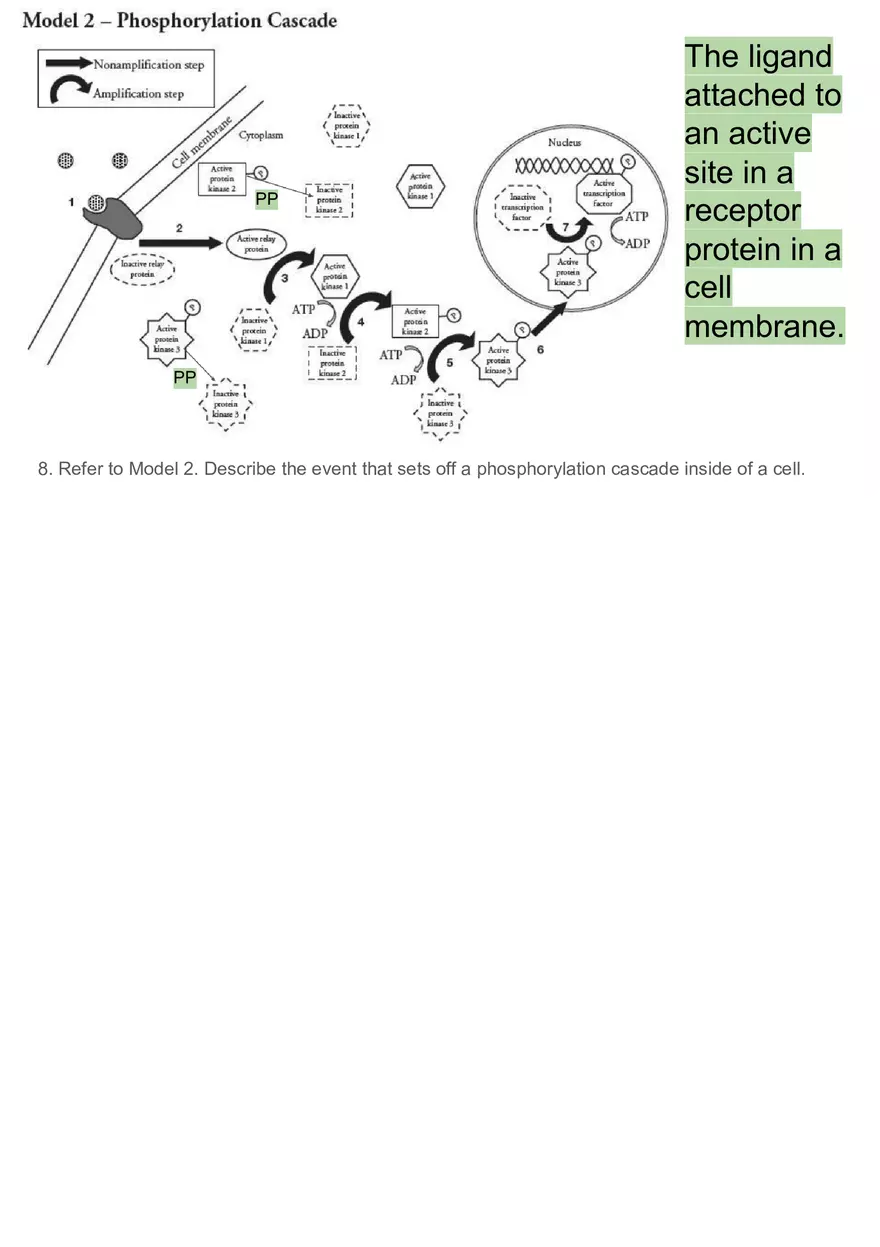 Signal Transduction Pathways - Page 19