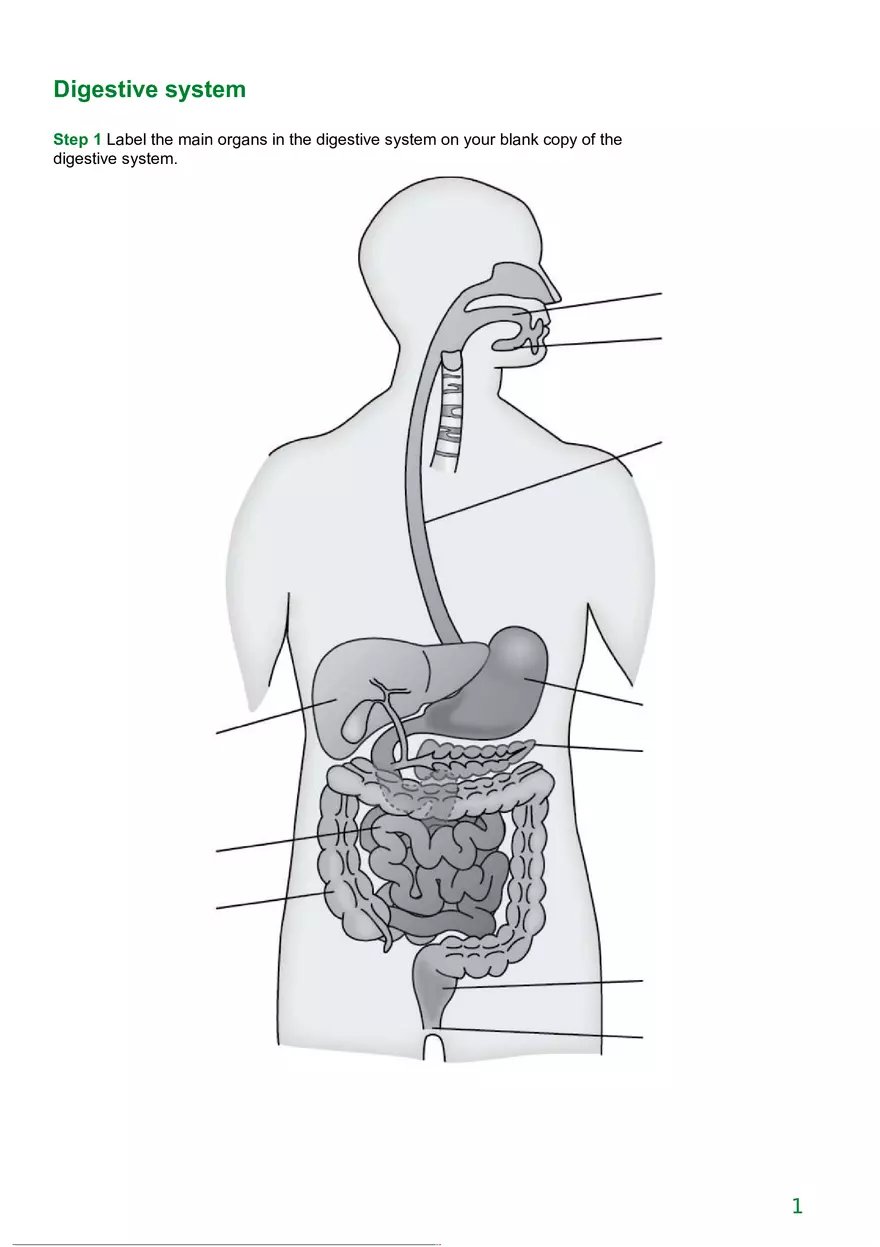 Digestive System Diagram - Page 1