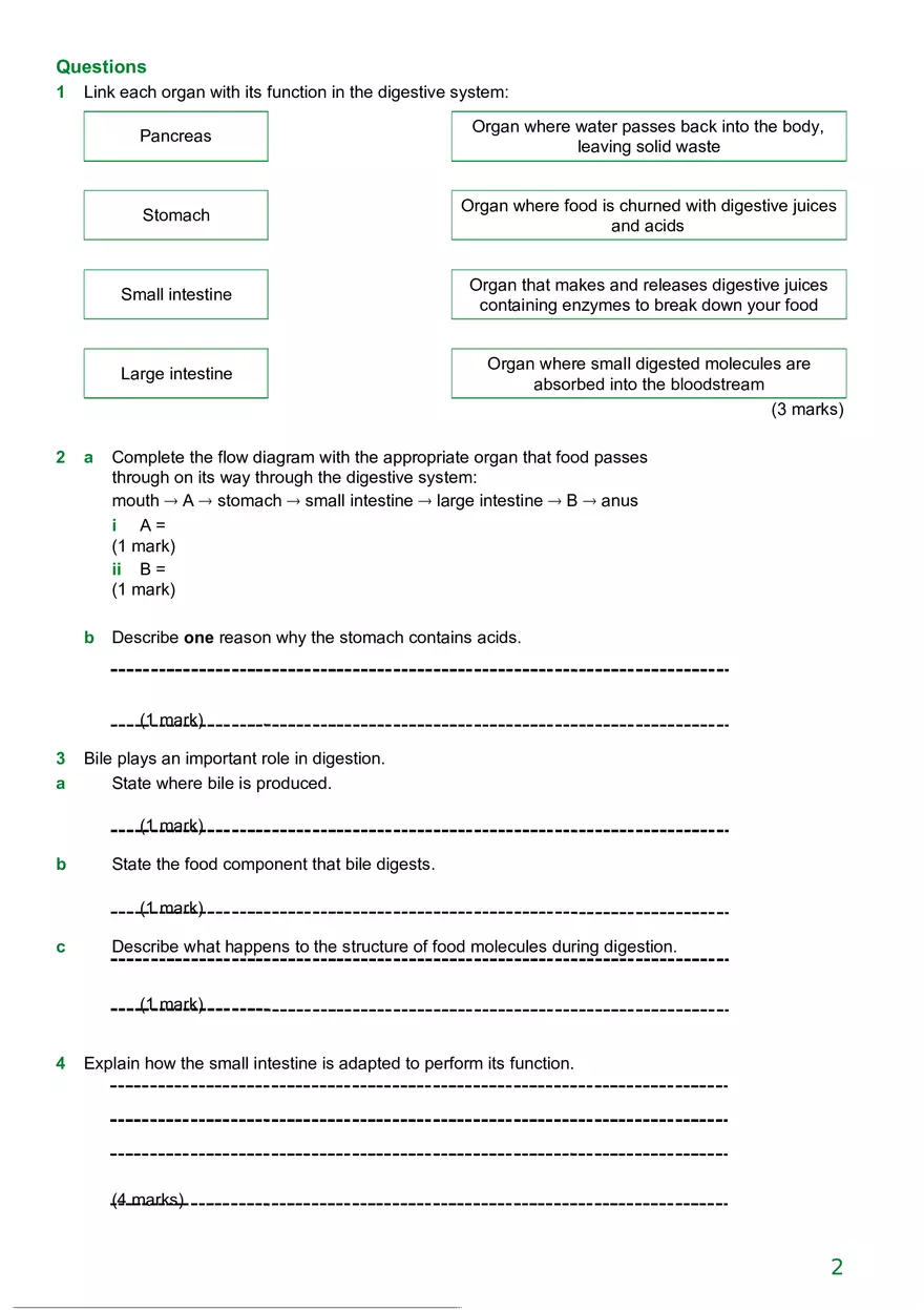 Digestive System Diagram - Page 2