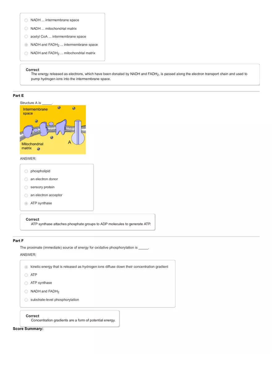 Activity The Calvin Cycle - Page 8