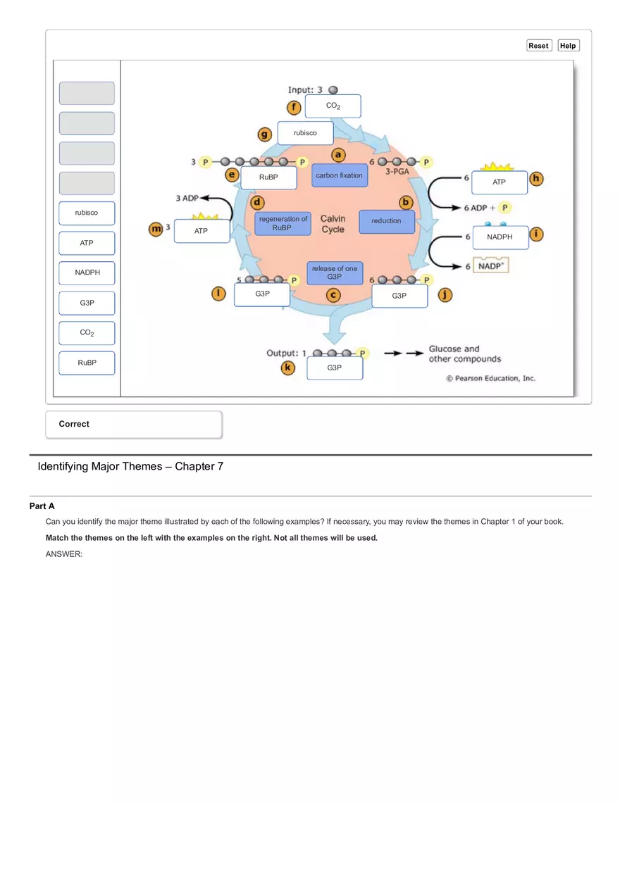 Activity The Calvin Cycle - Page 10