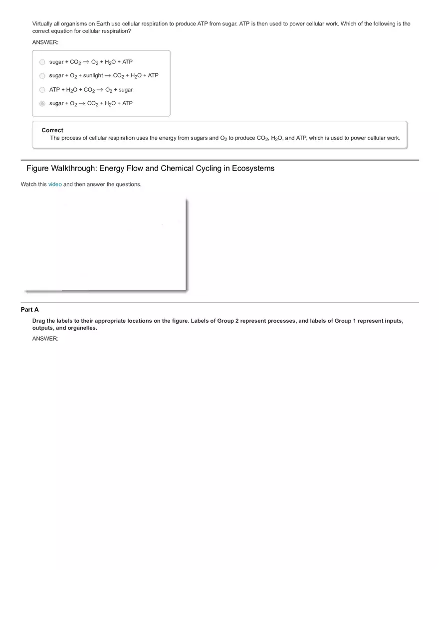 Activity The Calvin Cycle - Page 13