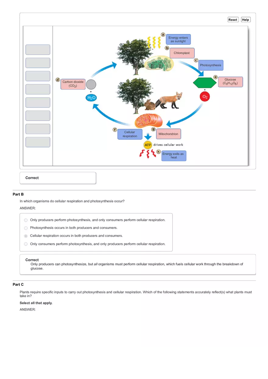 Activity The Calvin Cycle - Page 14