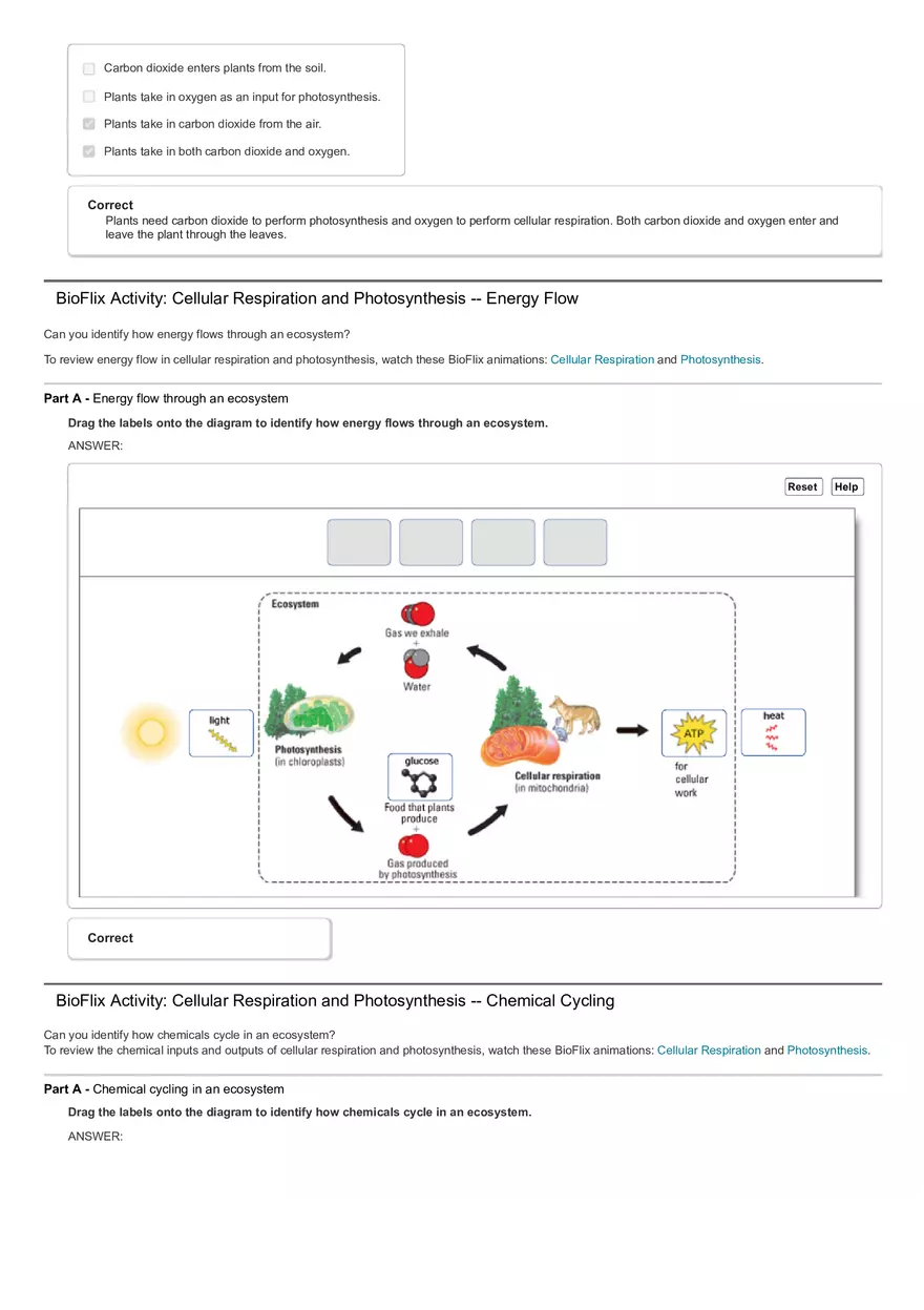 Activity The Calvin Cycle - Page 15