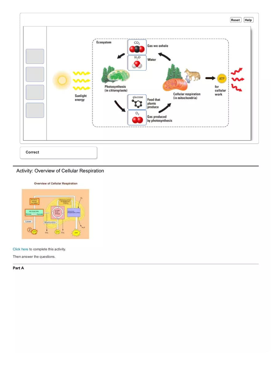 Activity The Calvin Cycle - Page 16