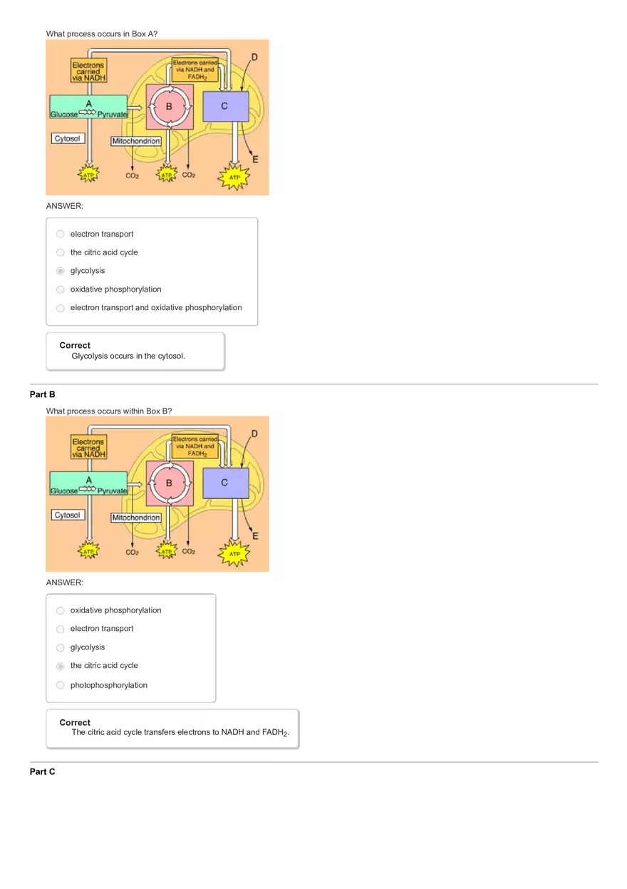 Activity The Calvin Cycle - Page 17