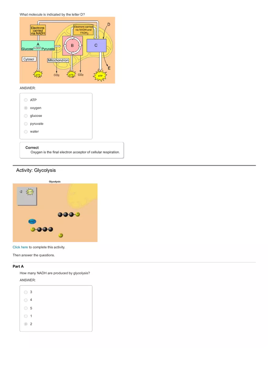 Activity The Calvin Cycle - Page 3
