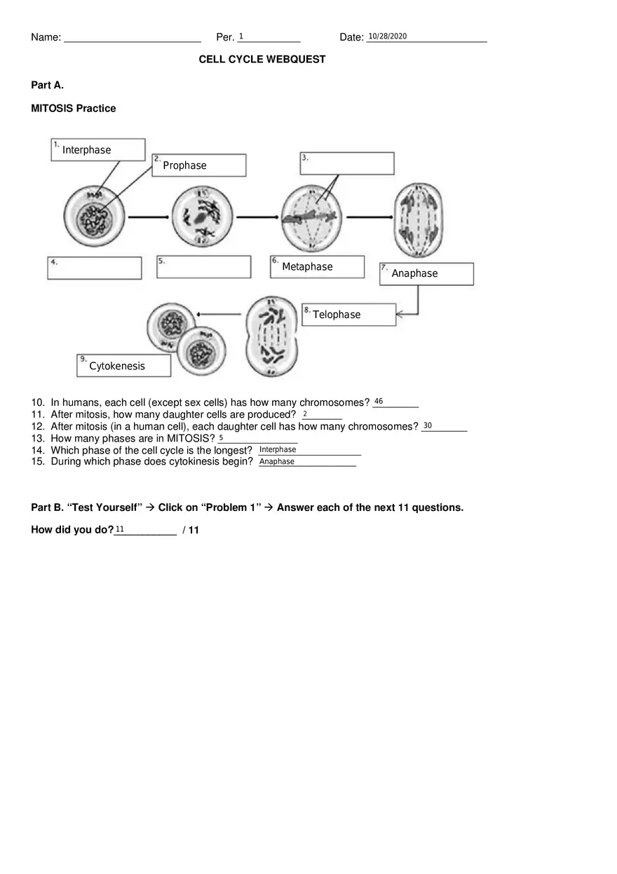 Cell Cycle Webquest - Page 1