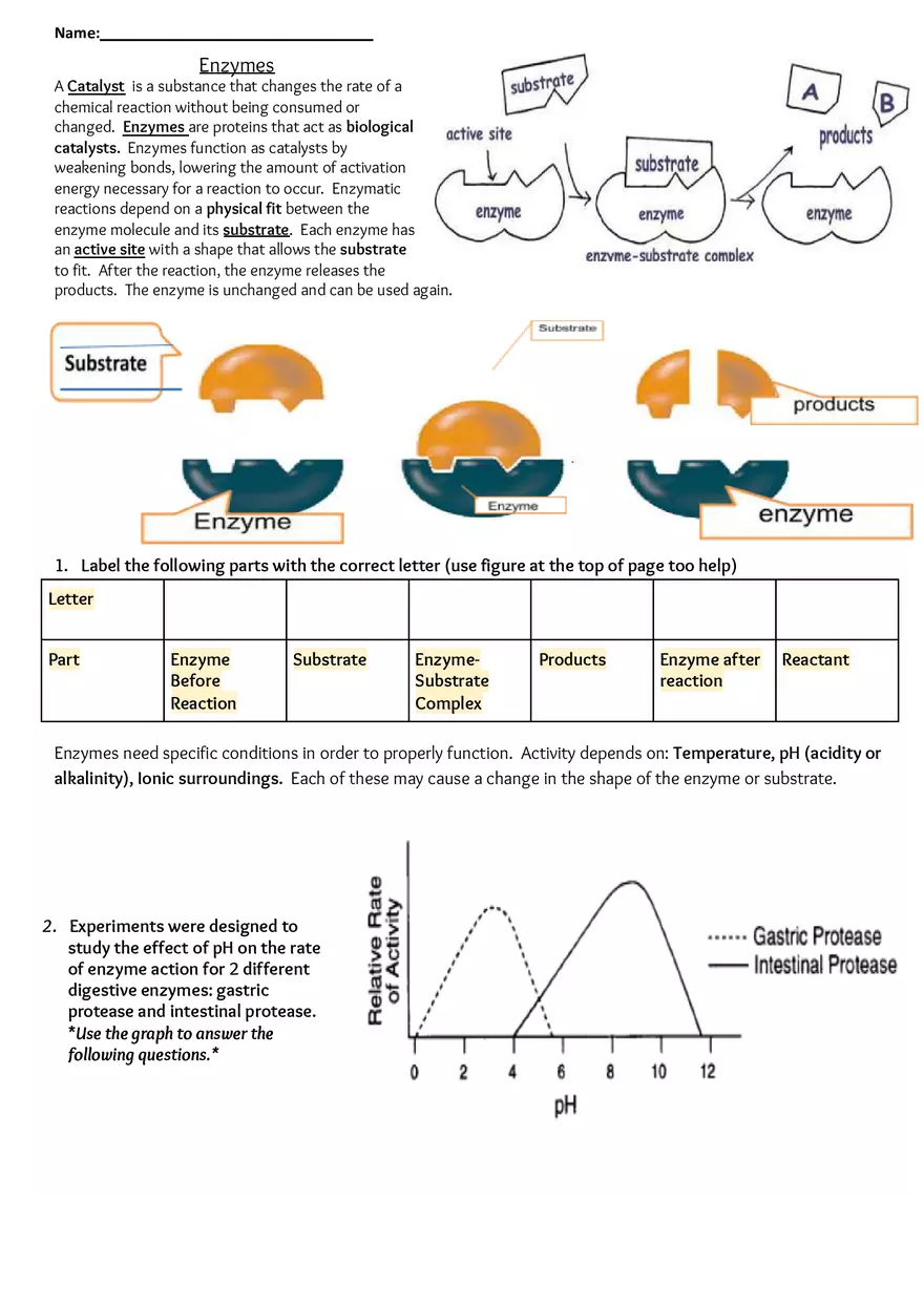 Enzymes Worksheet - Page 1