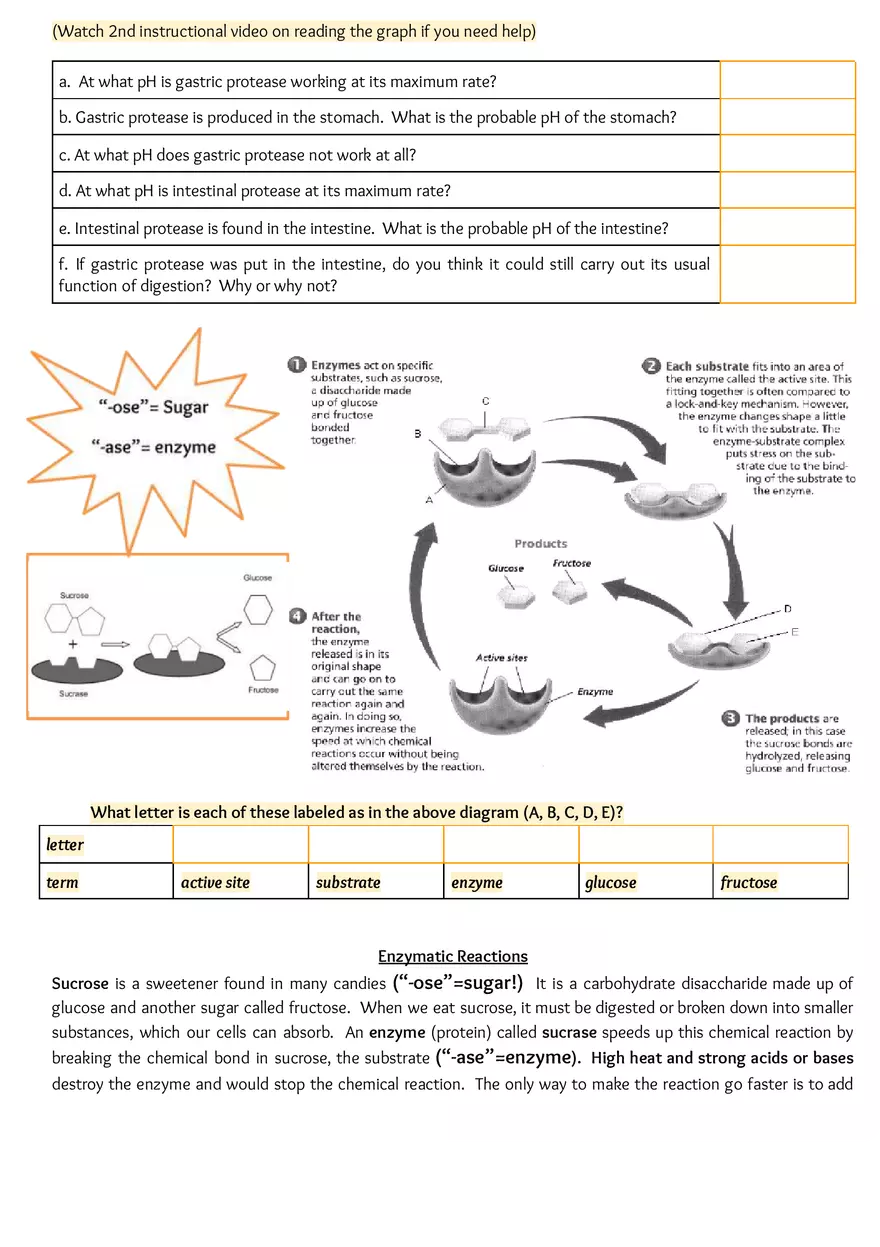 Enzymes Worksheet - Page 2
