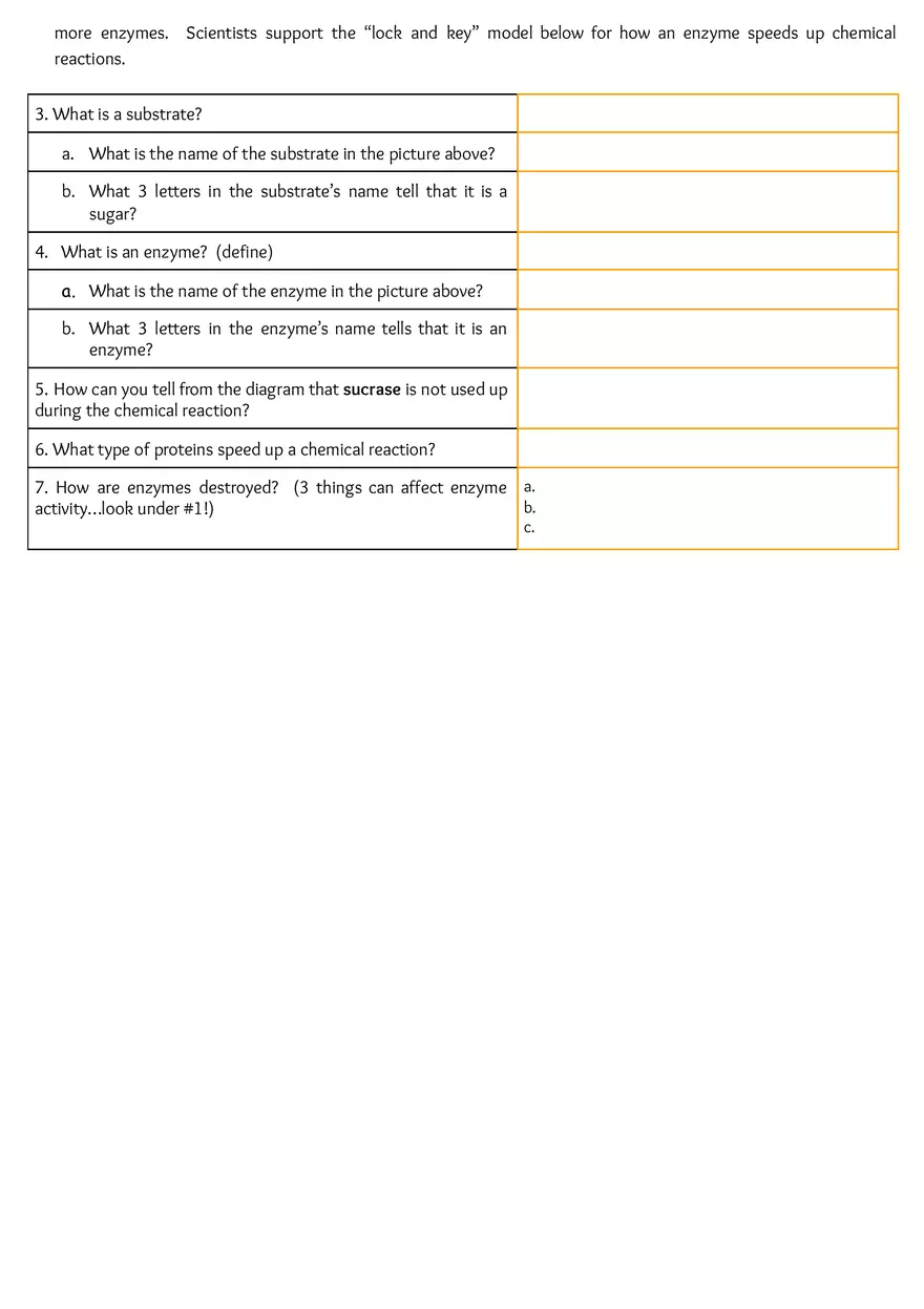 Enzymes Worksheet - Page 3