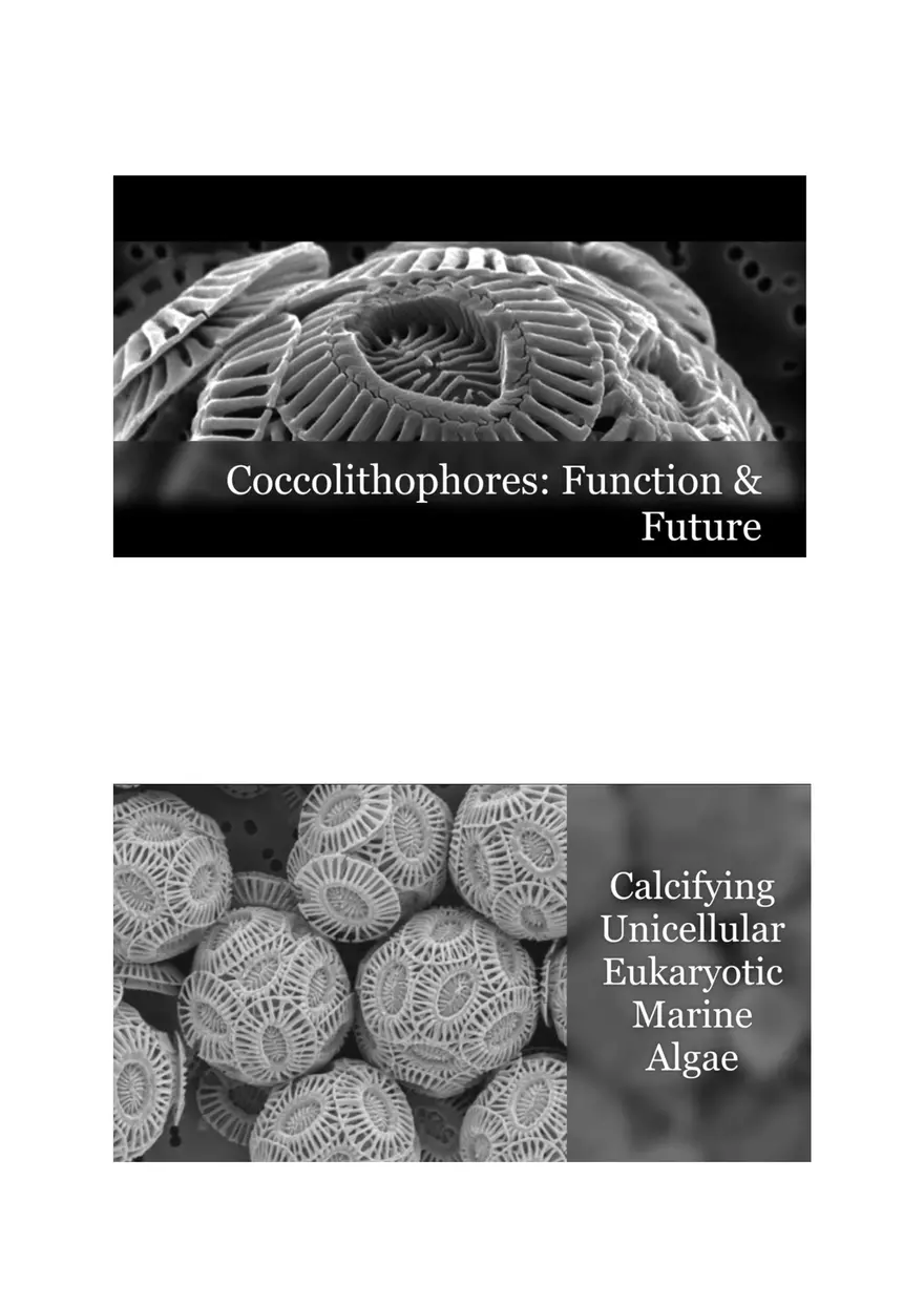 Coccolithophores Biology Notes - Page 1