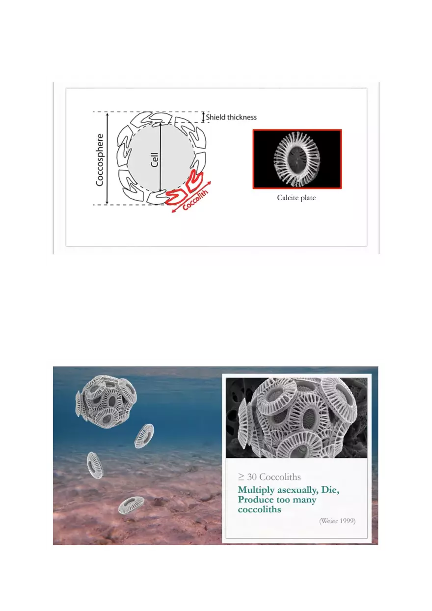 Coccolithophores Biology Notes - Page 2