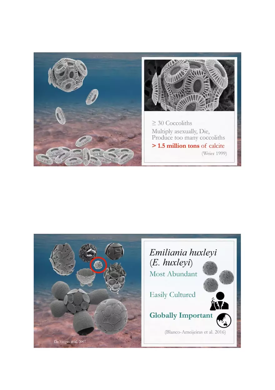 Coccolithophores Biology Notes - Page 3