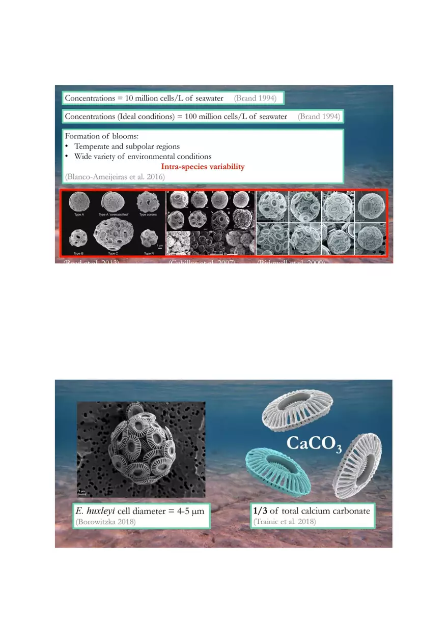 Coccolithophores Biology Notes - Page 4