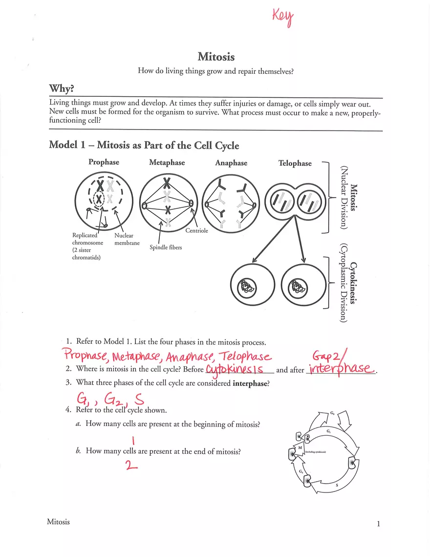 Mitosis POGIL Key - Page 1