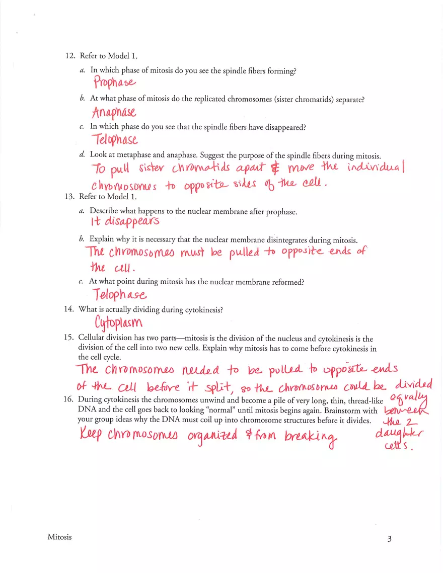 Mitosis POGIL Key - Page 3
