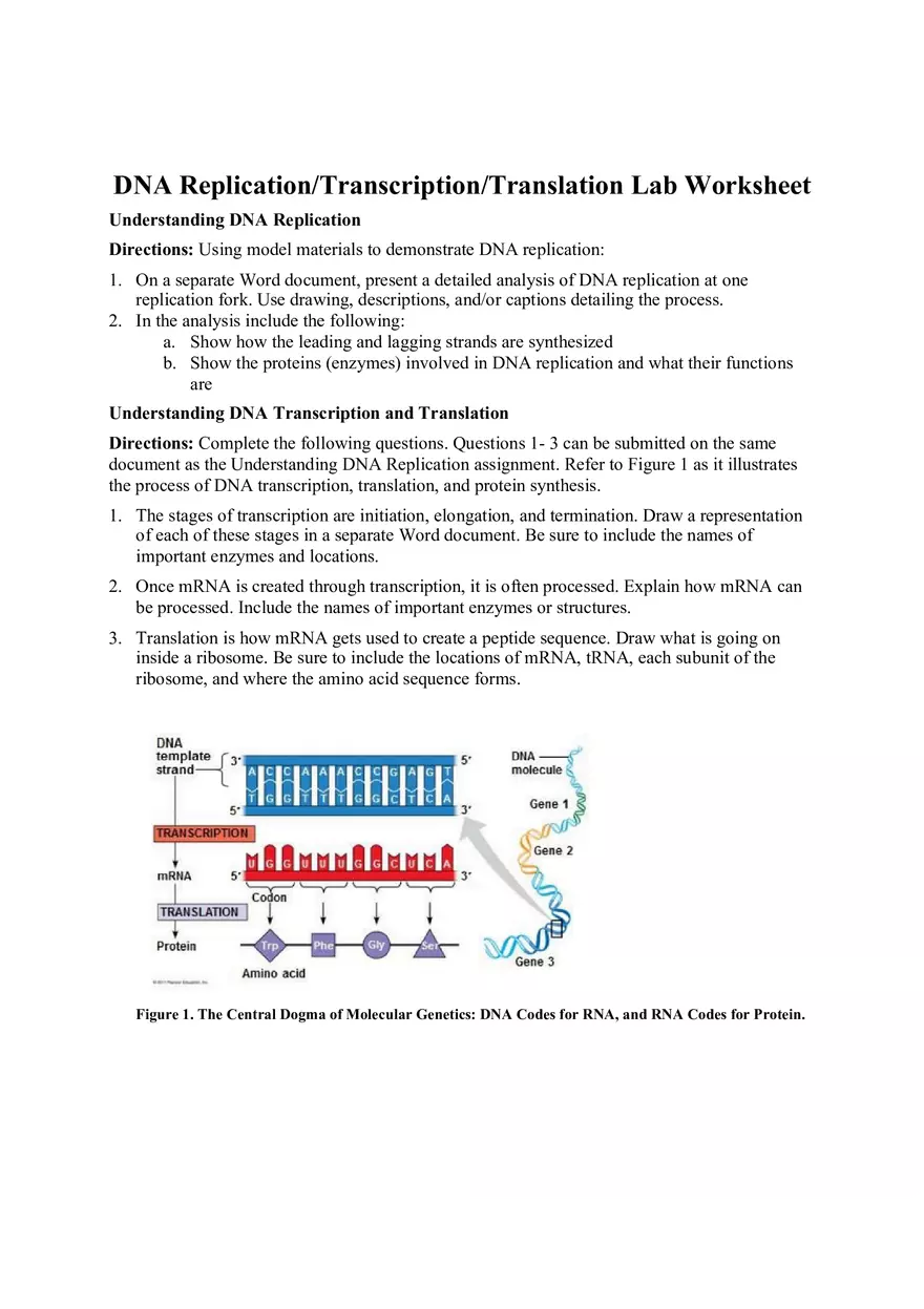 DNA Replication Transcription Translation Lab Worksheet - Page 1