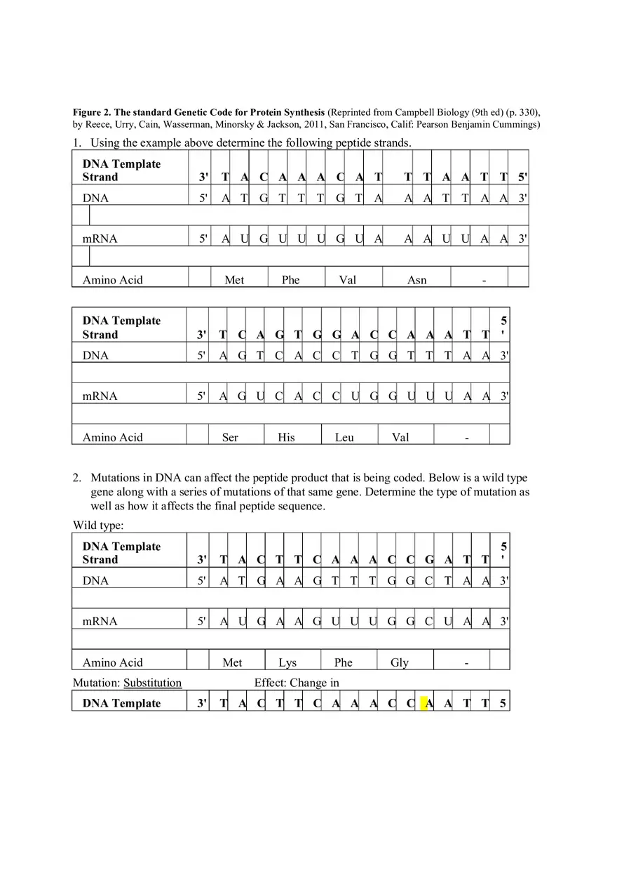 DNA Replication Transcription Translation Lab Worksheet - Page 3