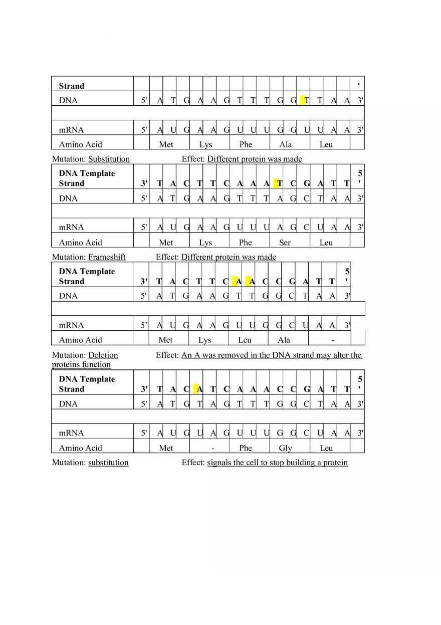 DNA Replication Transcription Translation Lab Worksheet - Page 4