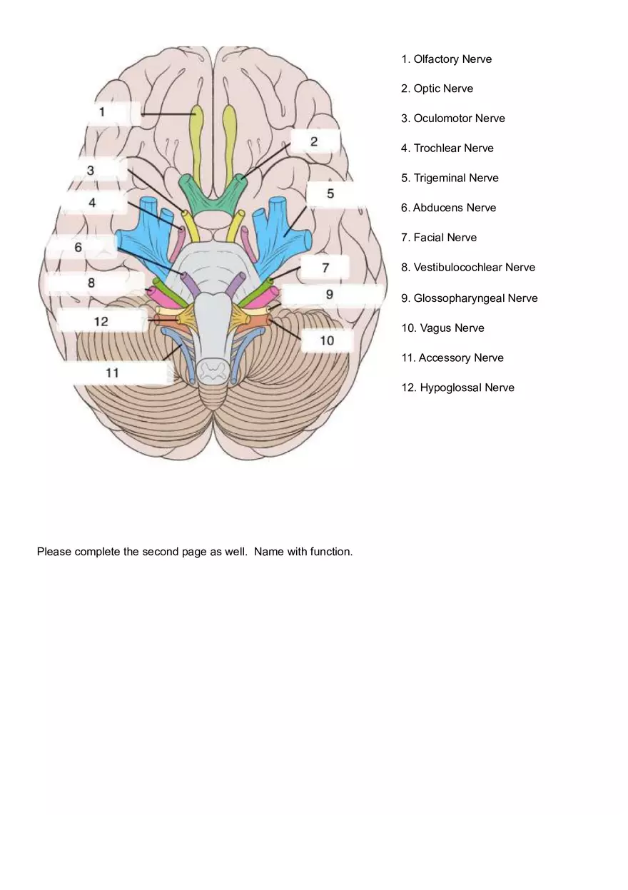 Cranial Nerve Labeling and Function - Page 1