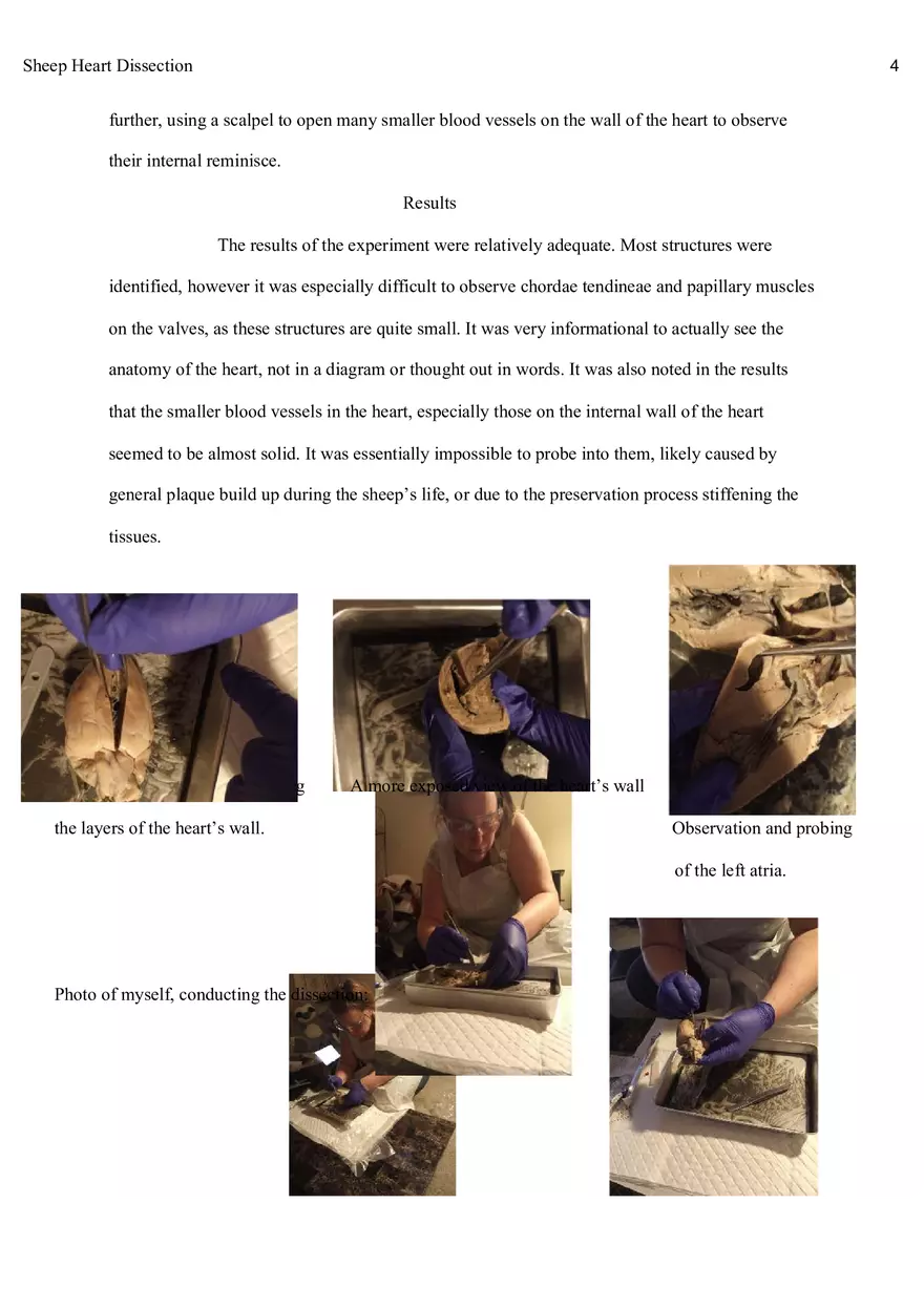 Sheep Heart Dissection Report - Page 3