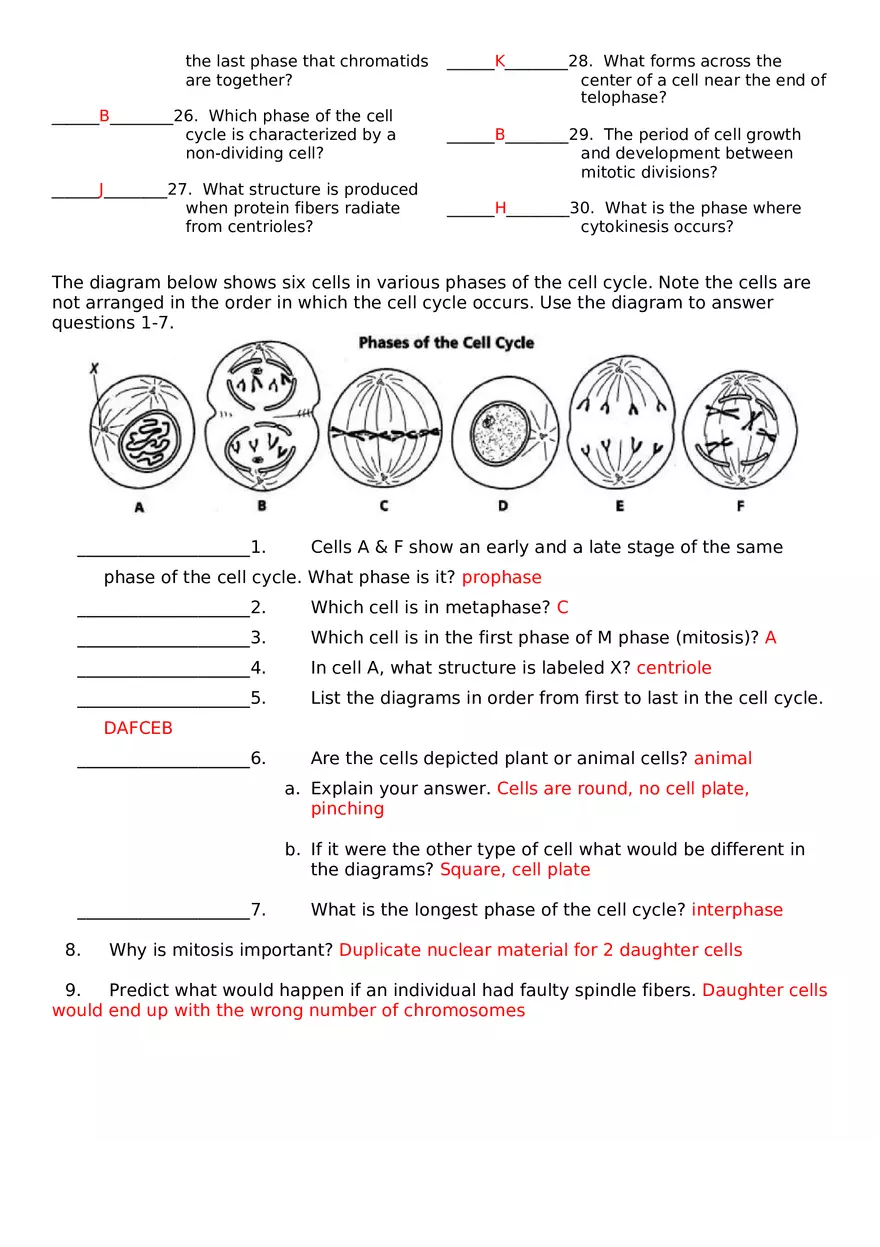 The Cell Cycle Worksheet Key - Page 2