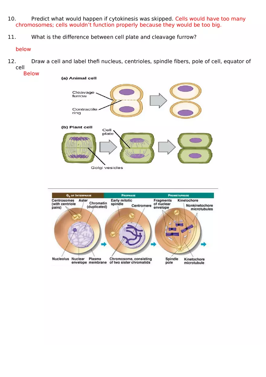 The Cell Cycle Worksheet Key - Page 3