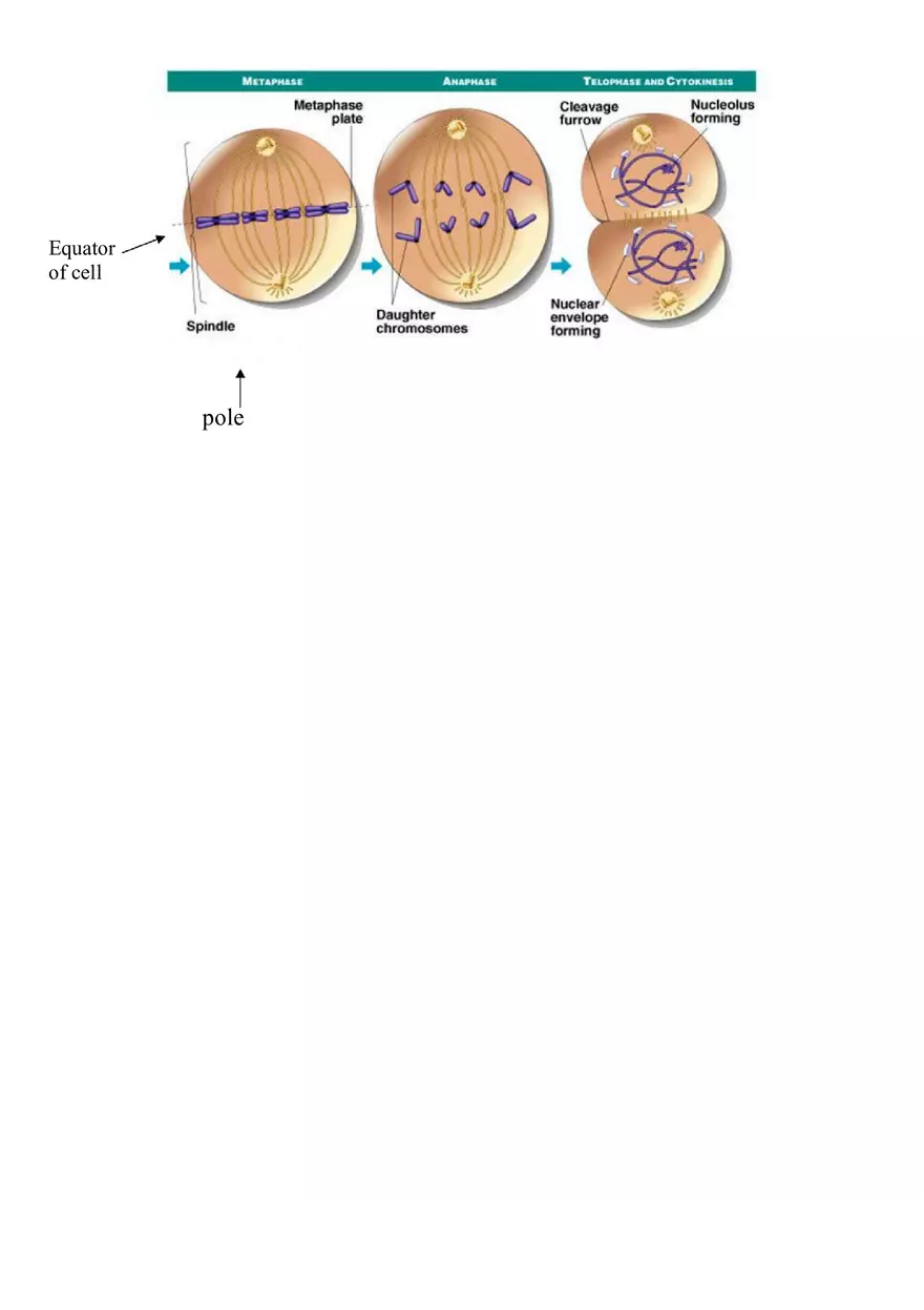 The Cell Cycle Worksheet Key - Page 4
