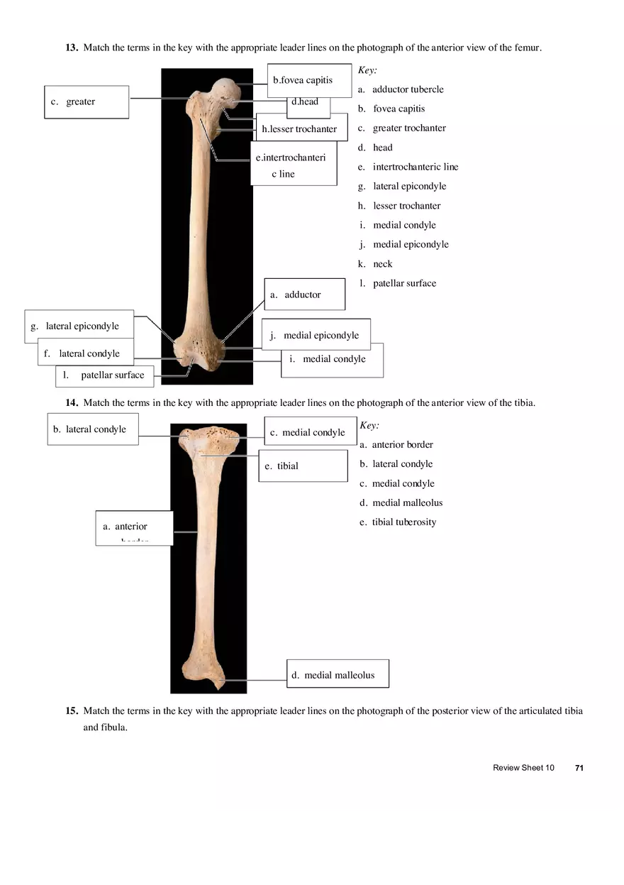 The Appendicular Skeleton - Page 7