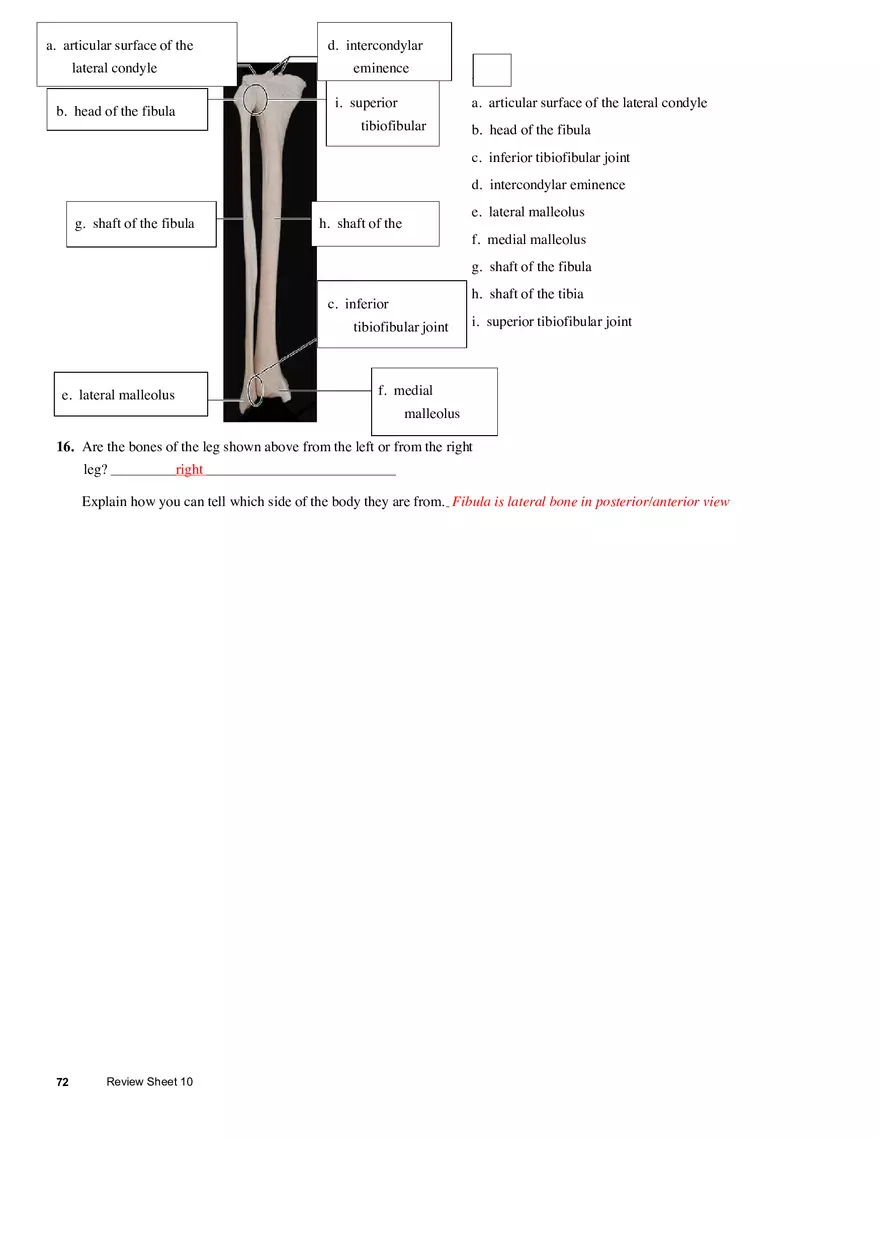 The Appendicular Skeleton - Page 8