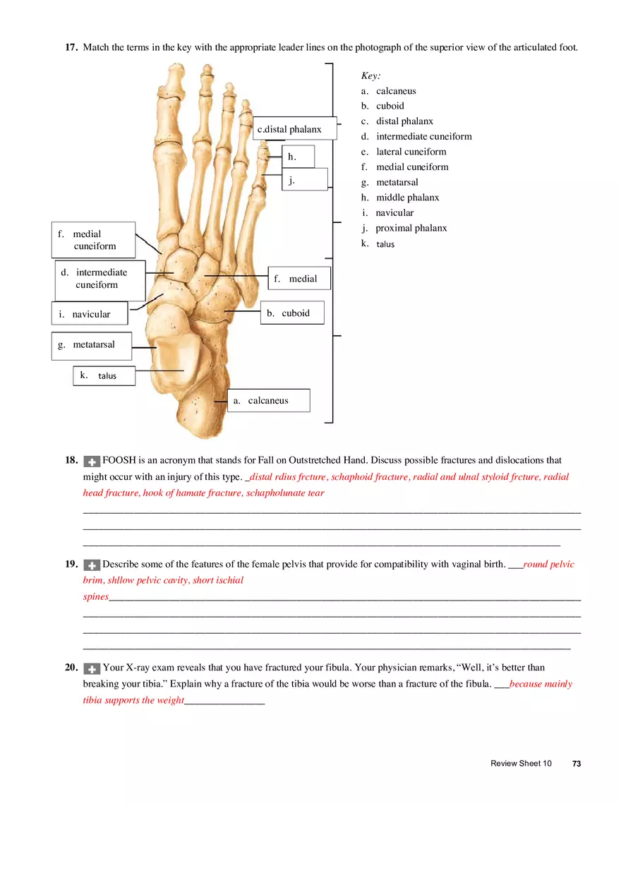 The Appendicular Skeleton - Page 9