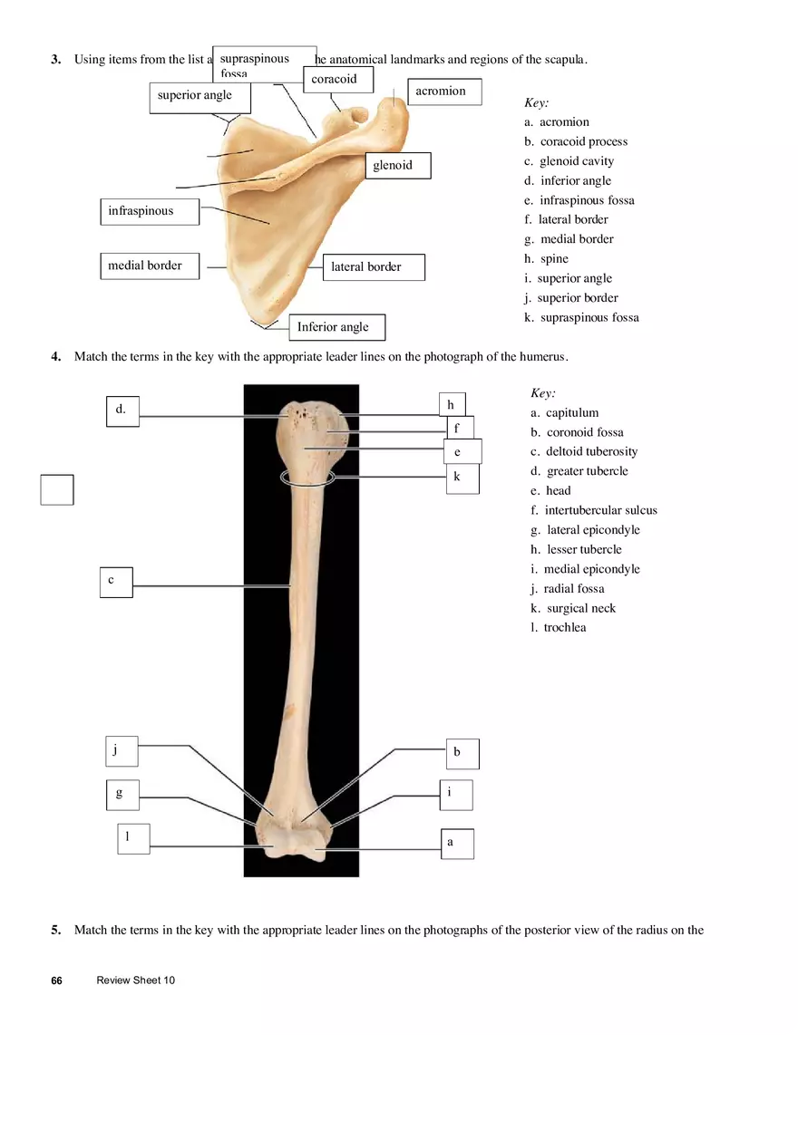 The Appendicular Skeleton - Page 2