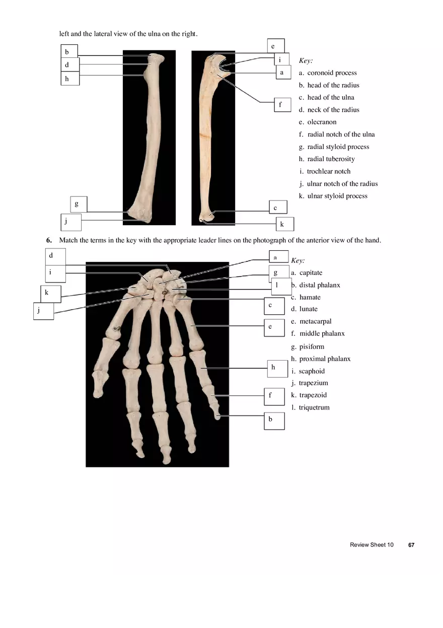 The Appendicular Skeleton - Page 3