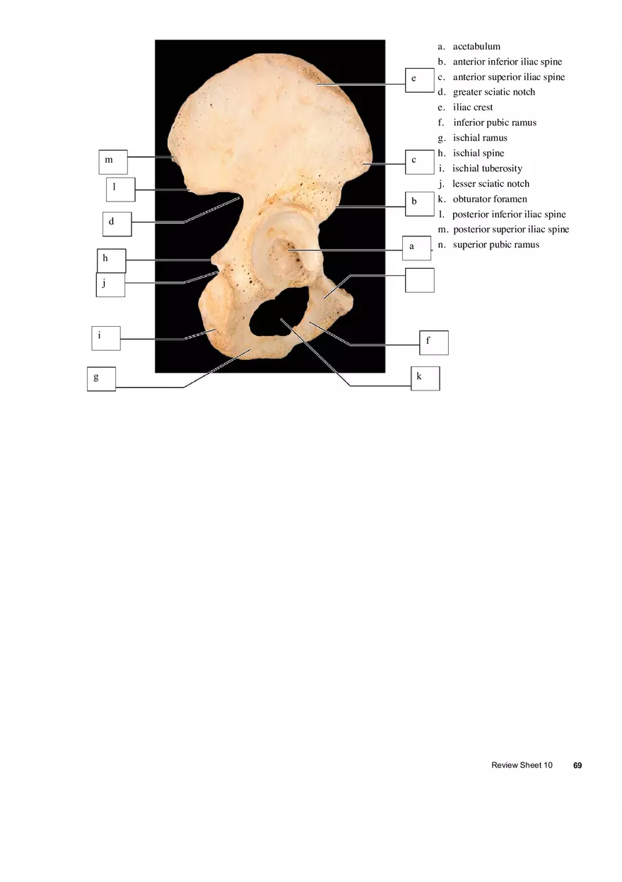 The Appendicular Skeleton - Page 5
