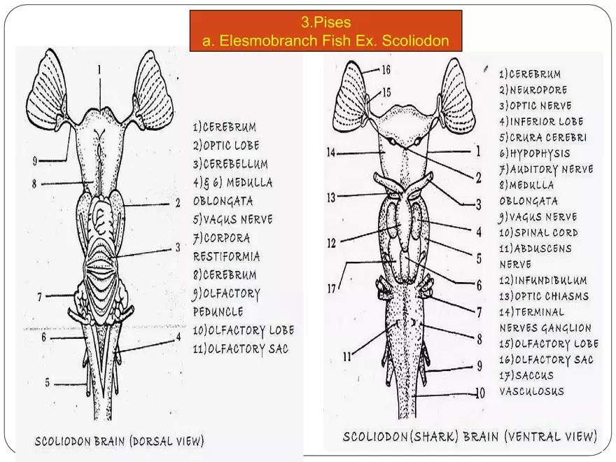 Comparative Account of Nervous System of Vertebrates - Page 7