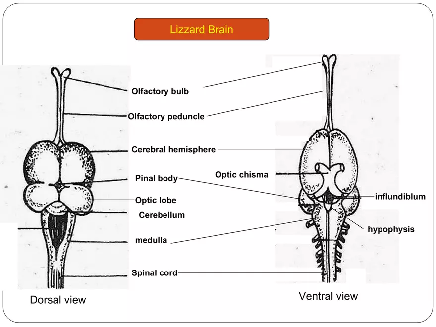 Comparative Account of Nervous System of Vertebrates - Page 14