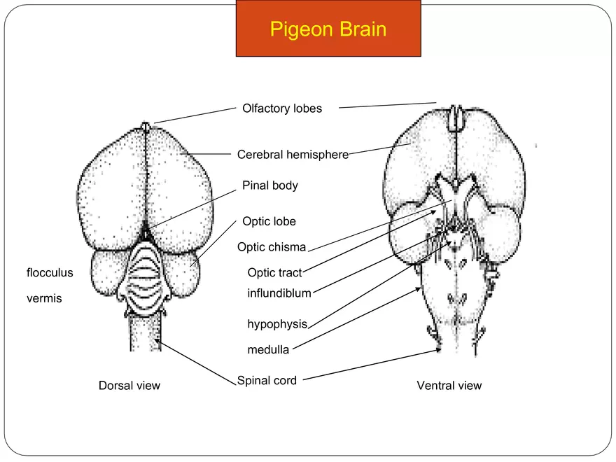 Comparative Account of Nervous System of Vertebrates - Page 16