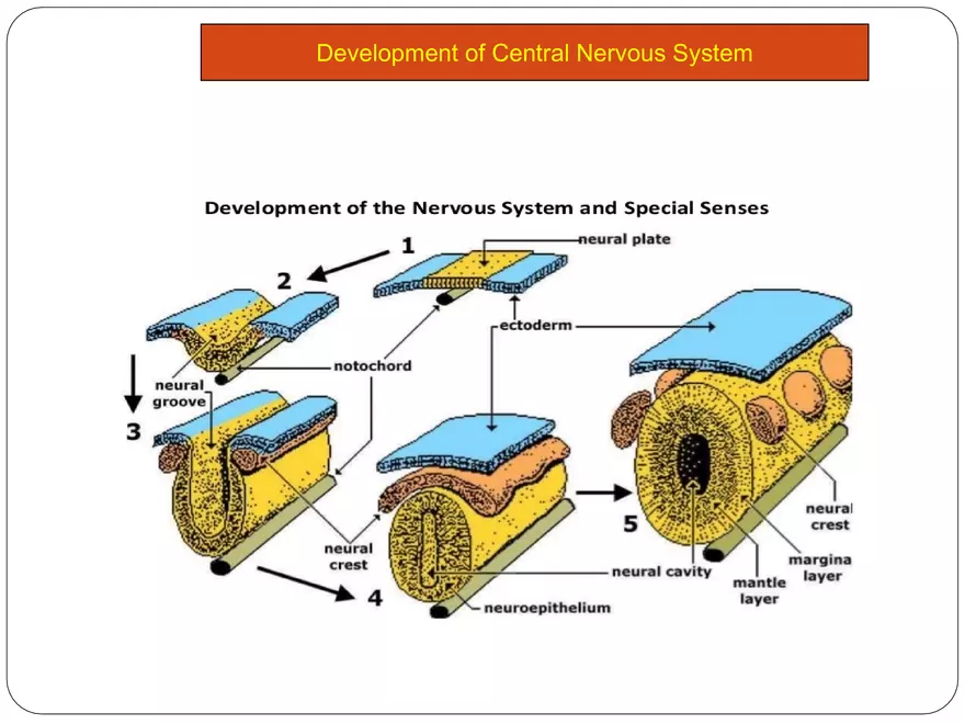 Comparative Account of Nervous System of Vertebrates - Page 18